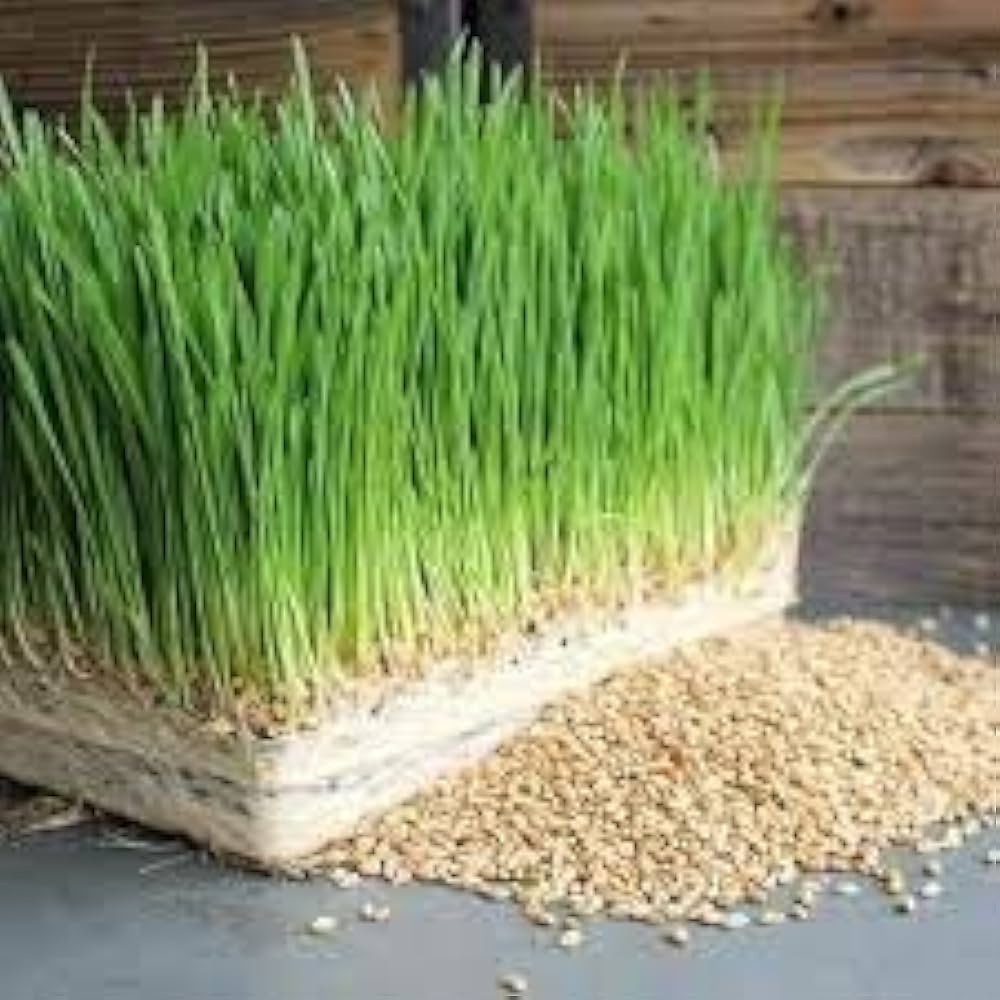 Wheatgrass cat grass grown from seeds with bright green blades, perfect for pets and detox